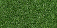 094 grass
