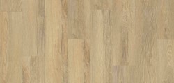 805 Stellata Oak